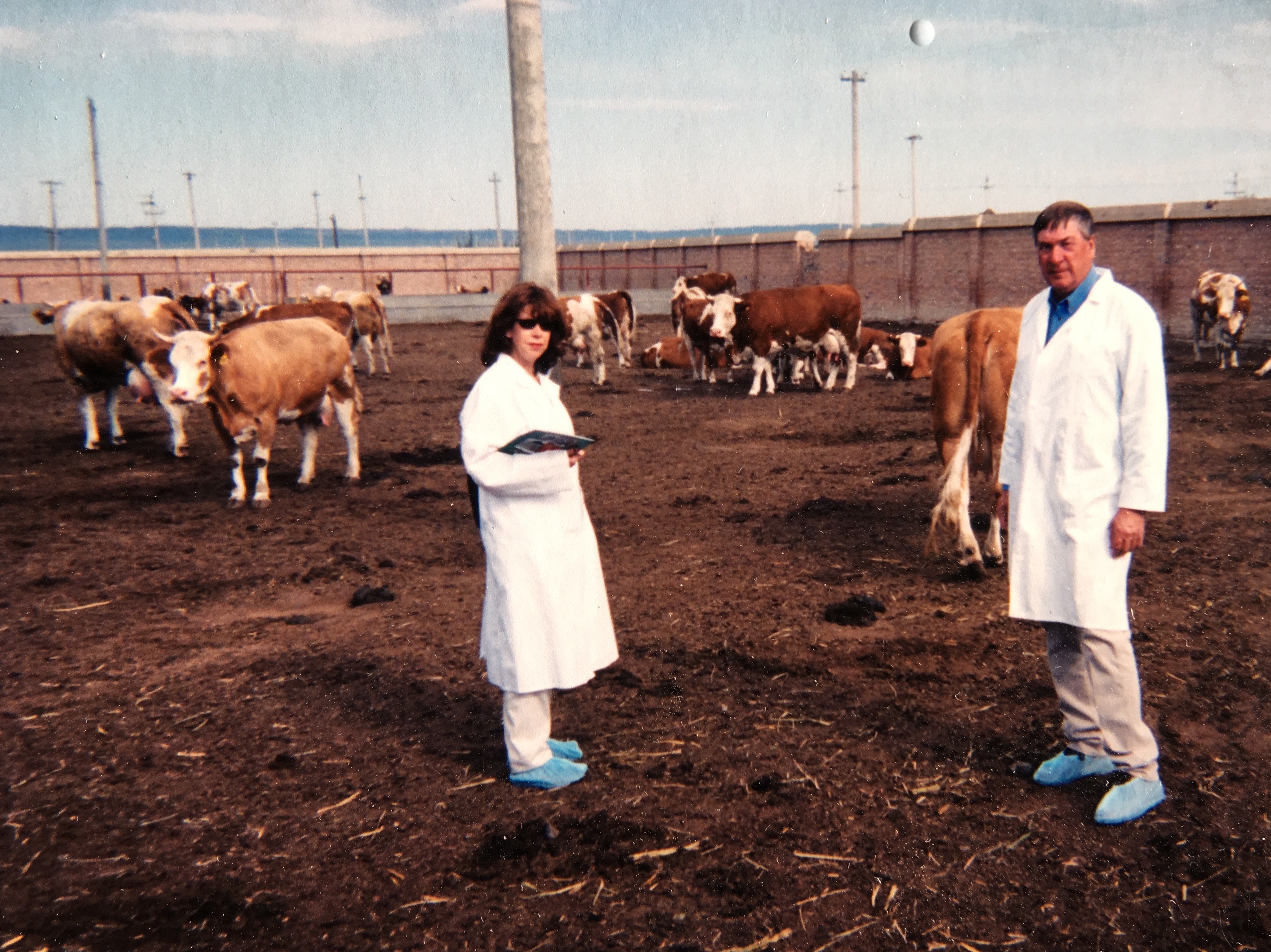 Cattle inspeciton China, 1998